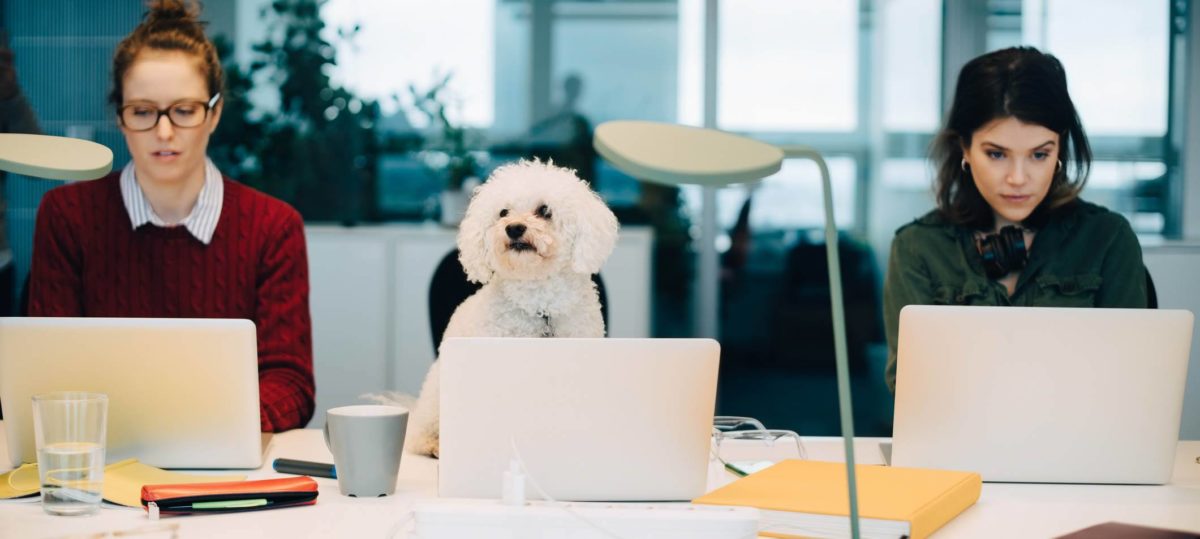 A small white dog sitting in front of a laptop, flanked by two women also working on laptops at a white table in a startup office